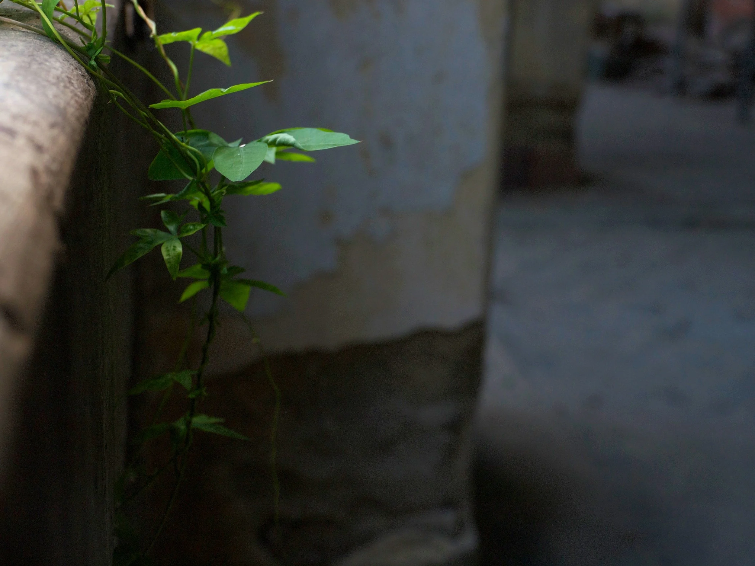 Image Asset 4